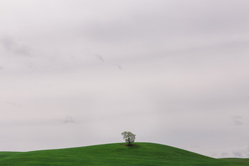 Fototapeta na wymiar Single tree in field