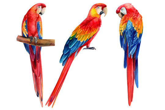 Set of parrots on an isolated white background, watercolor illustration, hand drawing