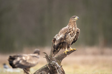 white tailed eagle, haliaeetus albicilla, Europe nature
