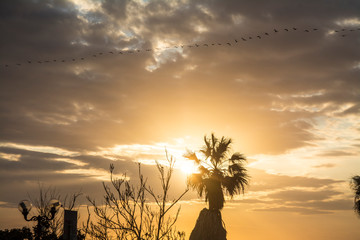 Sunset with palm trees silhouettes in Tel Aviv, Israel