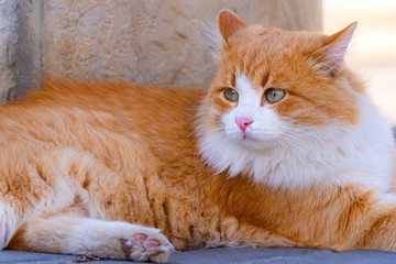 Orange color with white face. Street cat in local street