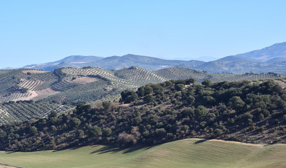 Panoramic view of extensive olive fields with cereal land between them