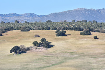 Extensive cultivated fields with a faint green hue of the first shoots
