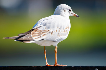 Seagull are birds in the family Laridae