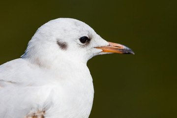 Seagull are birds in the family Laridae