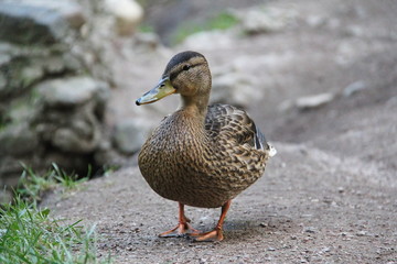 Young curious grey duck close up