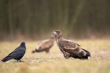 Fototapeta premium white tailed eagle, haliaeetus albicilla, Europe nature