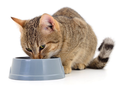 Cat eating dry food.