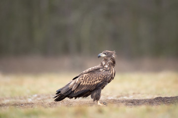 white tailed eagle, haliaeetus albicilla, Europe nature