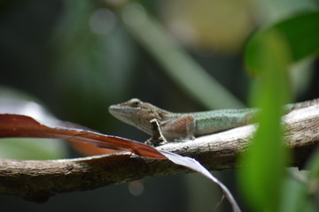 lizard on tree