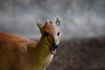 portrait of a deer