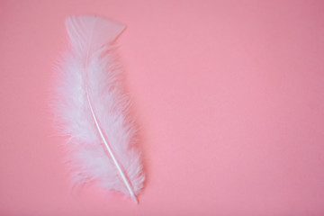 White feathers on the pink background.