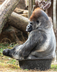 funny picture of a silverback gorilla sitting in a tub 