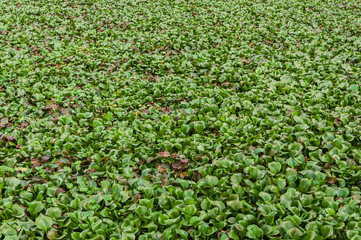 Water flowers filling the entire shot
