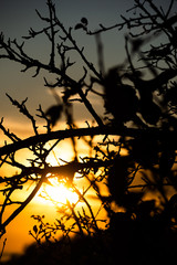 Landscape with tree branches on a sunset background