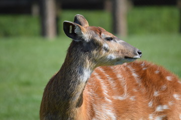 portrait of a deer
