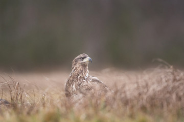 white tailed eagle, haliaeetus albicilla, Europe nature