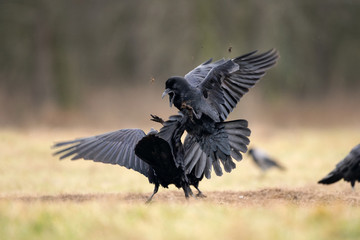 common raven, corvus corax, northern raven