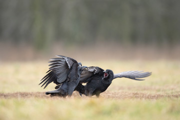 common raven, corvus corax, northern raven