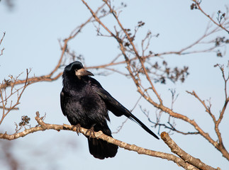 Rook sitting in a tree