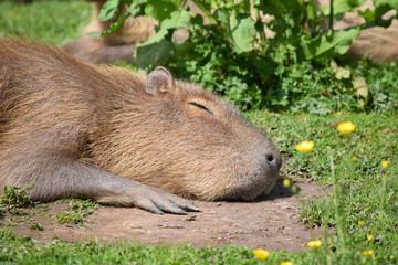 capybara sleeping