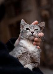  Homeless kitten sitting on the hands of a man. Homeless animals