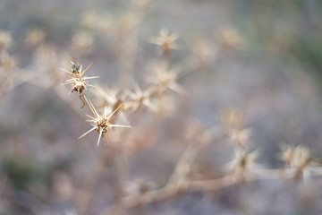 CARDOS EN EL CAMPO CASTELLANO