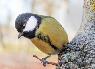 pájaro amarillo blanco y negro en el árbol del parque de Fuentes Blancas de Burgos