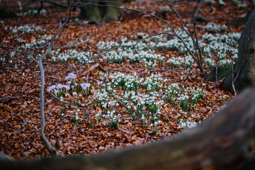 Schneeglöckchen