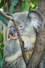 Male koala sitting in a tree branch surrounded by eucalyptus leaves