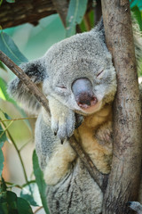 Male koala sitting in a tree branch surrounded by eucalyptus leaves