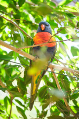 Rainbow lorikeet closeup perched on tree branch