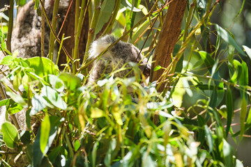Fototapeta na wymiar Male koala sitting in a tree branch surrounded by eucalyptus leaves