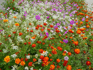 Blossoming colorful flowerbeds in summer city park. Beautiful natural landscape gardening concept.