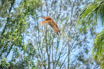 Black kite bird in flight