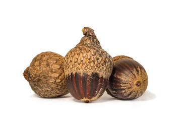 Raw acorn isolated against white background