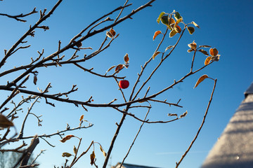 Bright red apple on a tree in crisp winter