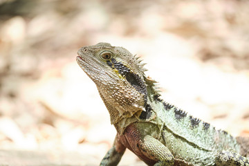 Closeup of eastern water dragon on the Gold Coast, Australia