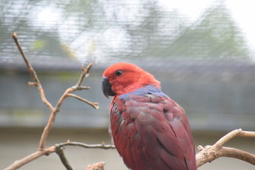 red parrot