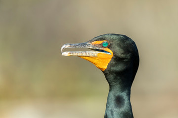 Closeup of an adult Double Crested Cormorant