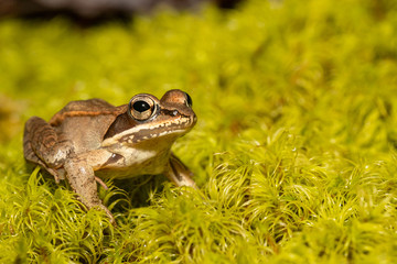 Wood frog on a bed of green moss - Rana sylvatica