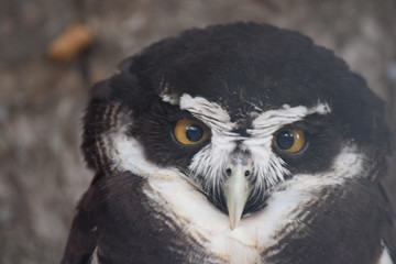 Obraz premium portrait of an owl