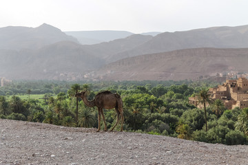 Panoramic view on the oasis of Tinghir in the Dades valley near the Tondra River in southern Morocco.