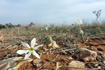 wilde Narzisse Narcissus obsoletus (Syn. Narcissus miniatus)