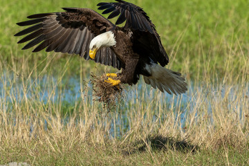 Bald Eagle taking off with nesting material