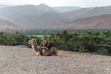 Panoramic view on the oasis of Tinghir in the Dades valley near the Tondra River in southern Morocco.
