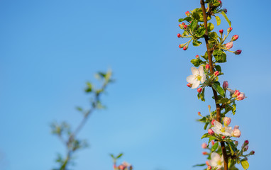 Close up of blooming buds of apple tree in the garden. Blooming apple orchard in spring sunset.