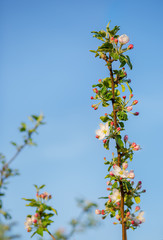 Close up of blooming buds of apple tree in the garden. Blooming apple orchard in spring sunset.