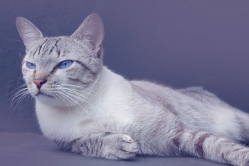 cat on a white background