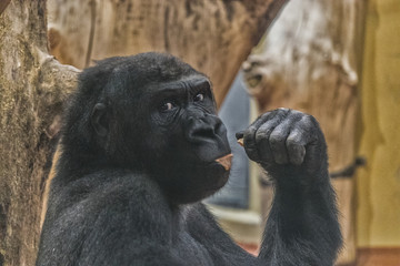Gorilla